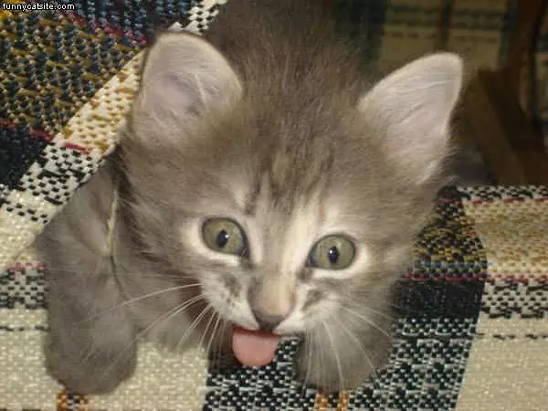 Psycho Cat