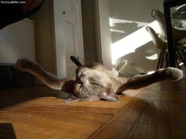 Hi Guys Im Lazy