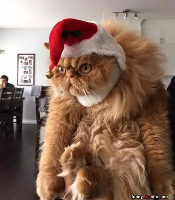 I Want A Brush For Christmas
