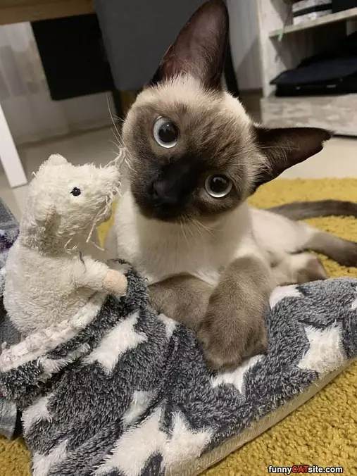 Oh Hai
