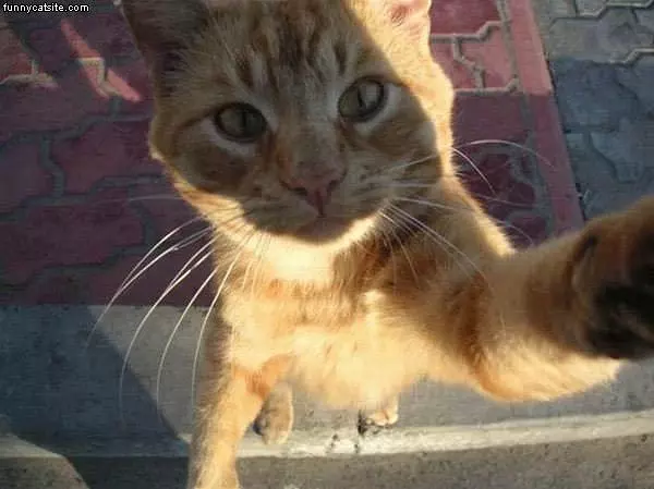 Cat Likes Camera