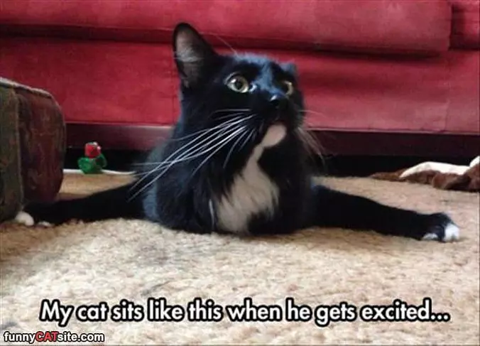 Cat Sits Like This