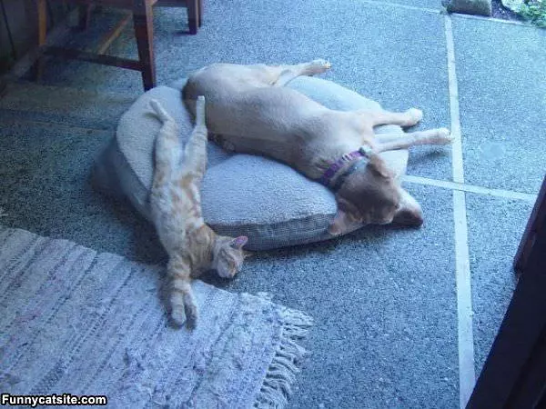 We Share This Bed