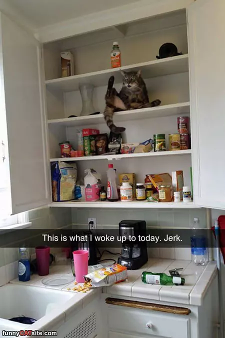 This Cat