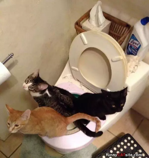 All Potty Training
