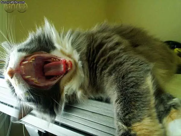 Rawr