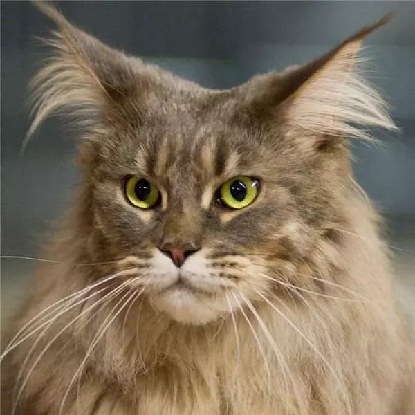 Owl Cat