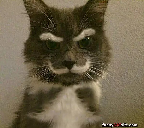 Angry Cat