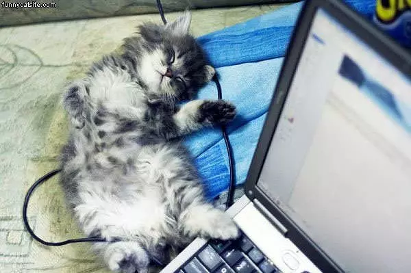 Computer Cat