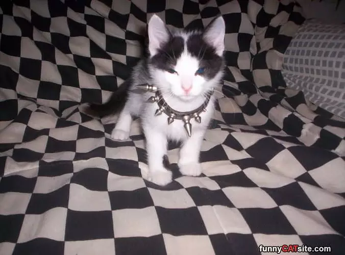 Nice Necklace