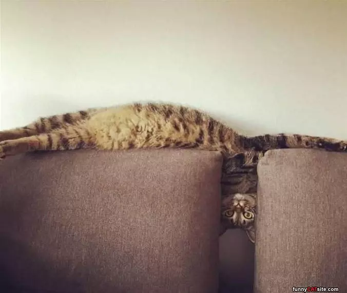 Peeeekaboo