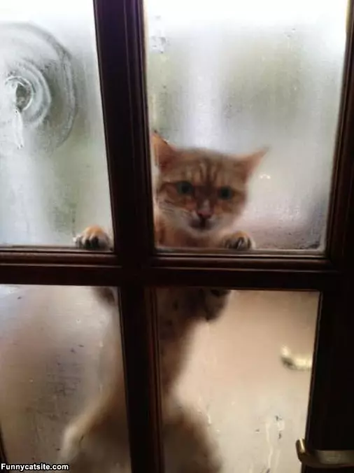 Hey Let Me In Now
