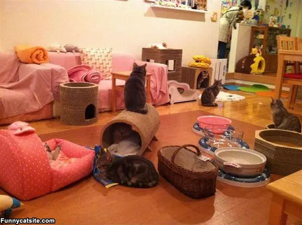 Cat Playground