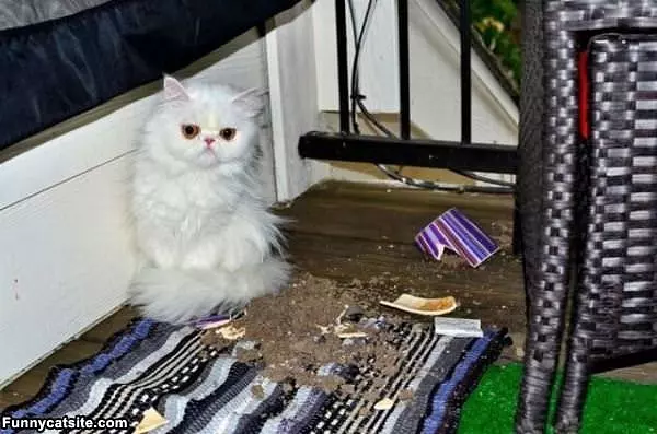 Someone Made A Mess