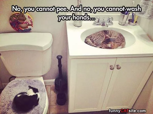No You Cannot