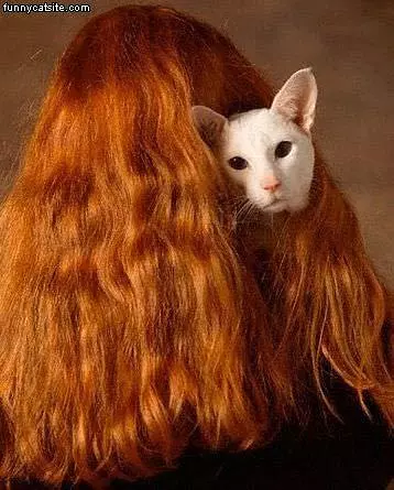 Hiding In The Hair