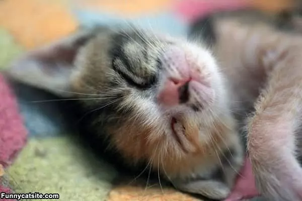 Sleepy Kitty