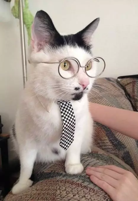 Super Smart Cat