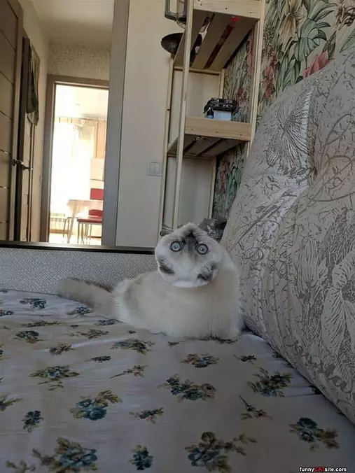 I Am Watching You