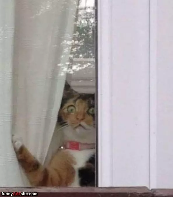 Looking Out The Window