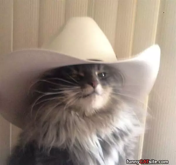 Cowcat