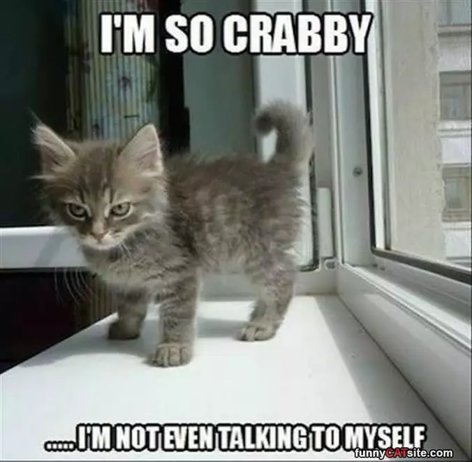 I Am Iron Cat