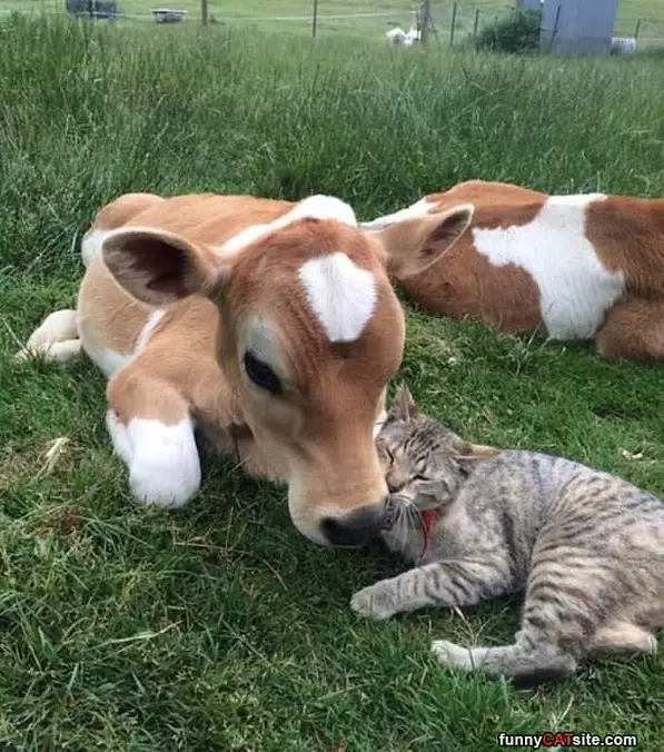 My Big Mooing Friend