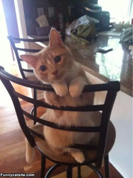 Can I Have Tuna Now