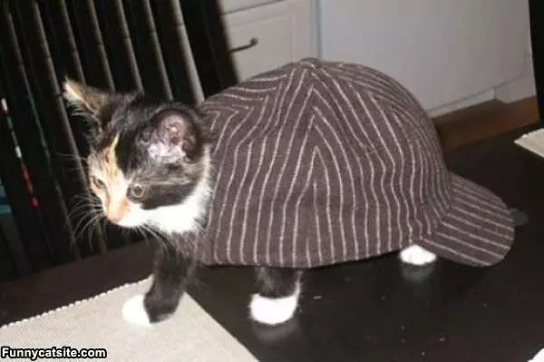 Turtle Kitten