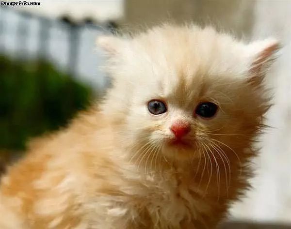 Super Cute