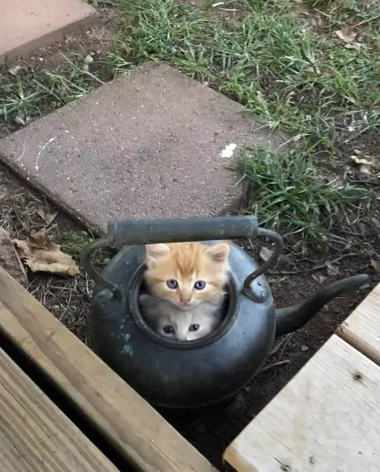 Little Tea Pot