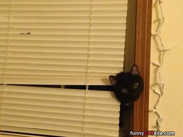 Poking My Head Out