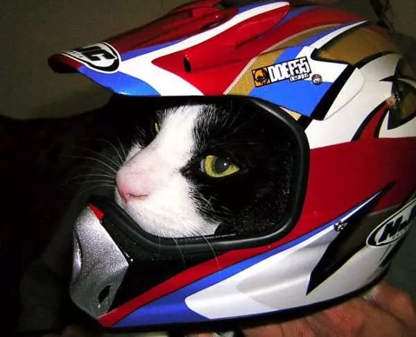 Helmet Cat