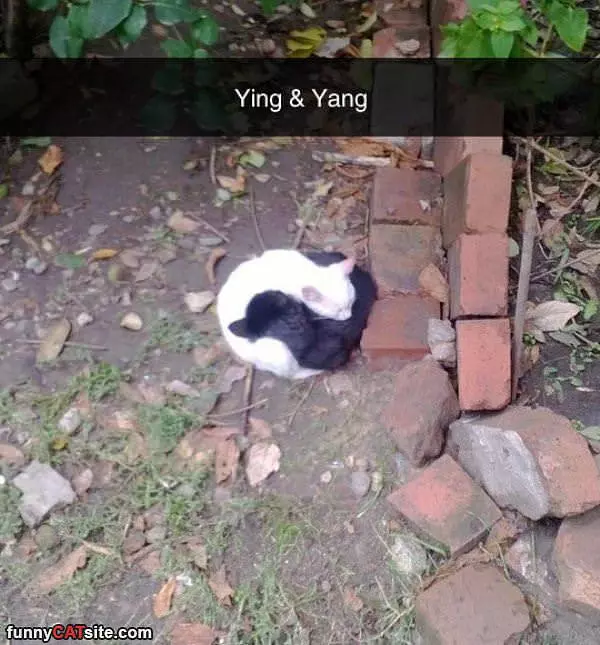 Ying Yang