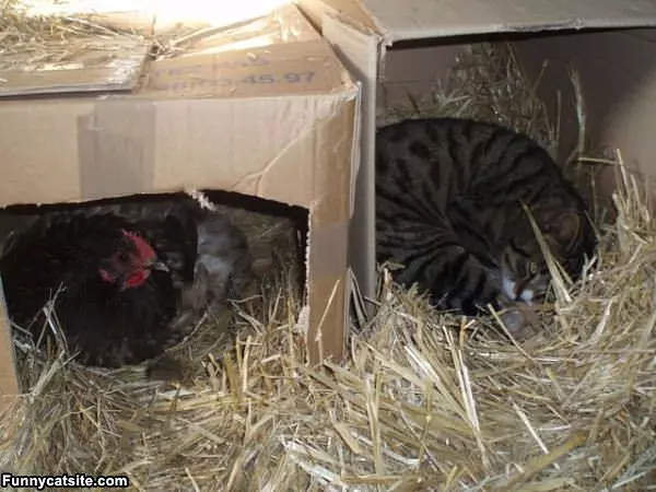 The Chicken Box