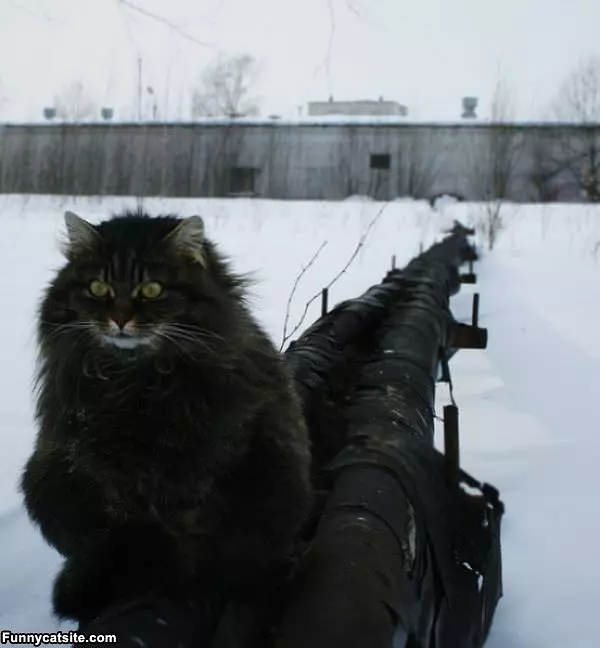 Whoa Its Cold