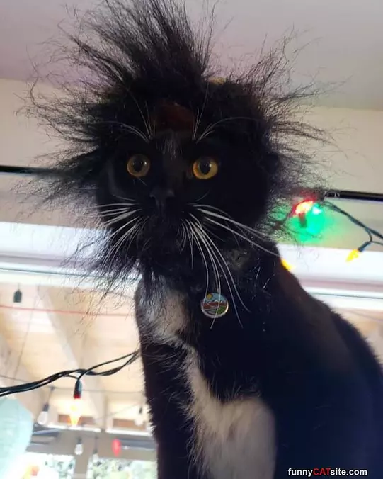 My Crazy Afro