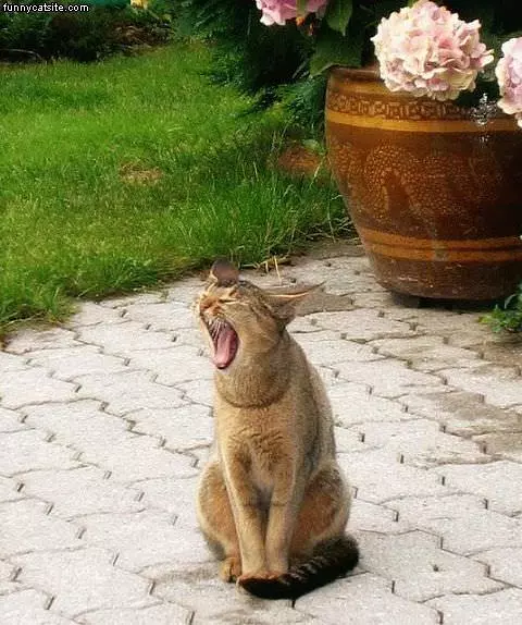 Huge Yawn