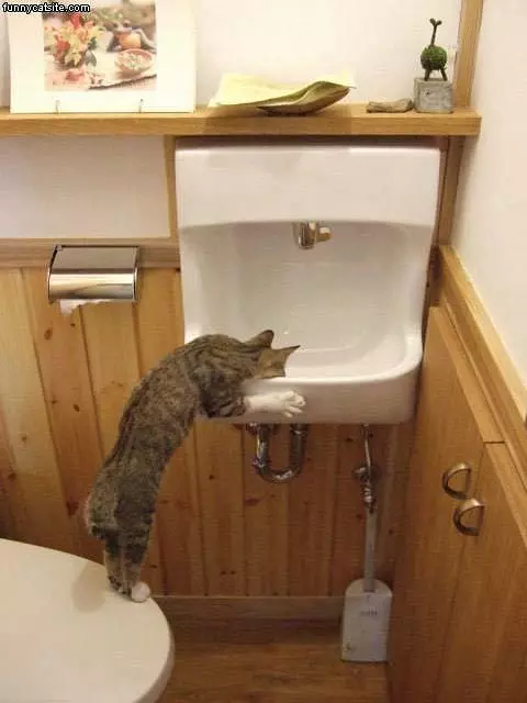 Thirsty Cat