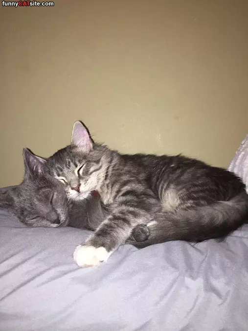 So Cuddly