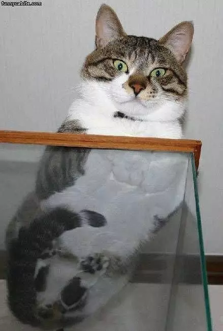 Cat On Glass