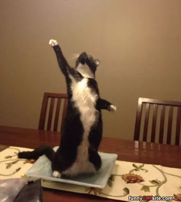 Dramatic Cat