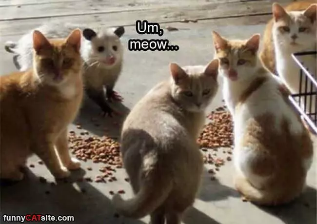 Uhmmm Meow