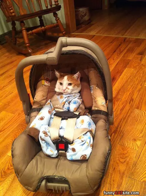 Ready For The Trip
