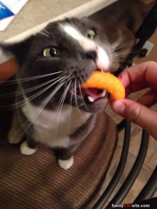 Cheeto