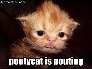 Poutycat