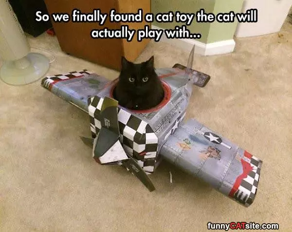 Best Cat Toy
