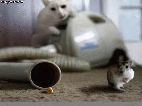 Vacum Cat