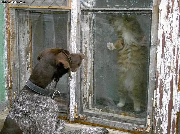 Showing Off For The Dog
