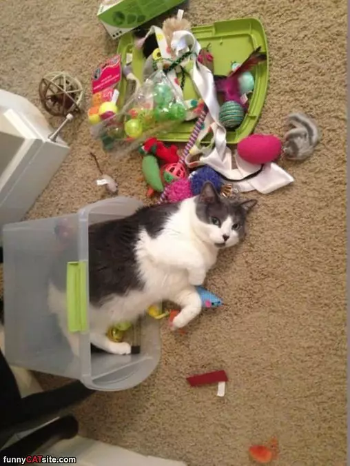 Meow Meow Meow